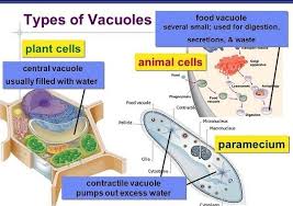 The main function of vacuoles is to hold various substances and molecules; Vacuoles Structure Types And Functions Online Science Notes