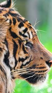 Löwe hintergrundbilder mit mutter und kind. Wilde Tiere Tiger Im Gras 3840x2160 Uhd 4k Hintergrundbilder Hd Bild