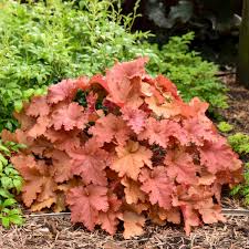 Learn about plants that bloom in this lovely hue and how coral flowers can enhance the beauty of your garden. Photo Essay Extremely Attractive Foliage Perennial Resource