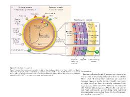 Che cosa sono le infezioni da stafilococco aureo? Infezione Da Stafilococco Aureus Etiologia Gli Stafilococchi Sono