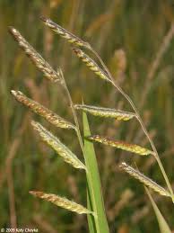 Image result for Eriochloa