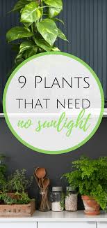 They will show visual cues if they lack certain nutrients. No Sunlight Plants Garden Ideas Indoor Garden Indoor Gardening Gardening For Beginners Indoor Vegetable Gardening Herbs Indoors Plants