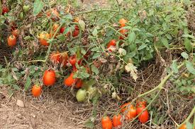 Image result for Septoria leaf spot of tomato