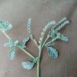 Image result for Coldenia procumbens