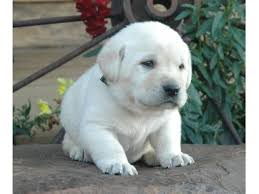 Kc registered, pedigree labrador puppies ready march puppies will be born and raised in a busy family home with children , cat. Sweet Labrador Puppies For Re Homing Dogs For Sale In Bupesh Nagar Nagpur Click In