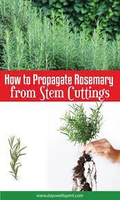 How To Propagate A Rosemary Plant From Stem Cuttings Rosemary Plant Propagating Plants Propagate Rosemary