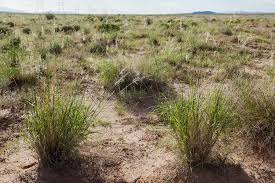 Image result for Sporobolus festivus