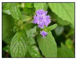 Ageratum Houstonim Nordmeer Flower Weight Best Flower Wallpaper