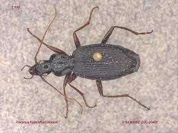 Image result for Hugonia platysepala