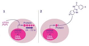Enzyme Inhibitors Role