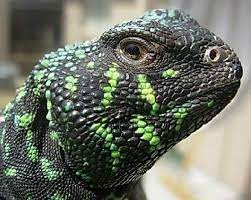 Uromastyx Spiky Tailed Flat Muscular Desert Dweller Uromastyx Cute Reptiles Uromastyx Lizard