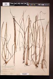 Image result for Coelorachis