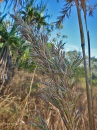 Image result for Cymbopogon caesius