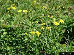 Image result for Senecio madagascariensis