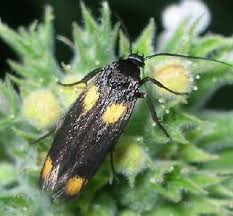 Image result for Scythris crypta