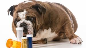 Maybe you would like to learn more about one of these? How Much Benadryl Can I Give My Dog Barking Royalty