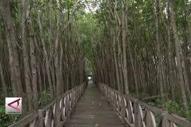 Mereka ditelantarkan di hutan bakau di perairan asahan, sumut. Lipi Hutan Bakau Indonesia Dalam Kondisi Baik Antara News