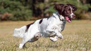 Depending on the size of the parents, there are both standard and mini springerdoodles. English Springer Spaniel Full Profile History And Care