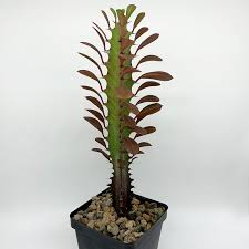Image result for Euphorbia rubriflora
