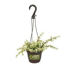 Image result for Aframomum wuerthii