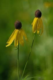 Image result for Cineraria pinnata
