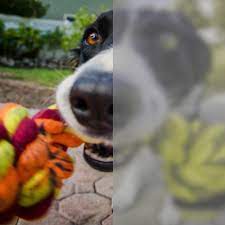 Compare that to ours, which is about 190 degrees. Are Dogs Color Blind Can My Dog See Color American Kennel Club