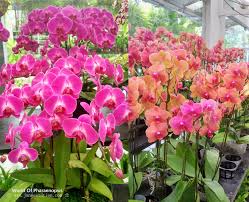 The hot springs are quite large and can accommodate a lot of people at one time. Ulu Yam ä¸€æ—¥æ¸¸ è´è¶å…°èŠ±å›­world Of Phalaenopsis çƒ­æ°´æ¹– Hot Spring Hulu Tamu æ—ºè®°å'–å–±é±¼å¤´one Day Trip To Ulu Yam