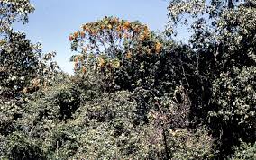 Image result for Hagenia abyssinica