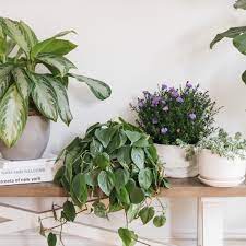 What are exotic angel plants? Exotic Angel Plants And How To Care For Them