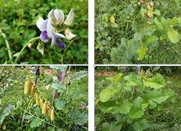 Image result for Crotalaria verrucosa