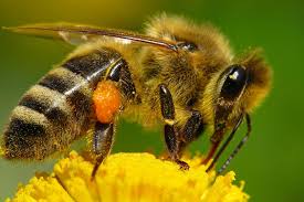 Por qué las abejas tienen ese color? | Guadanatur