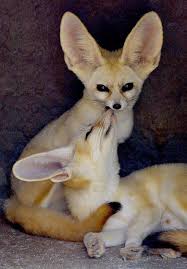 Fennec Fox Animals Animals Kissing Cute Animals