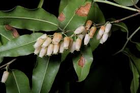 Image result for Agarista