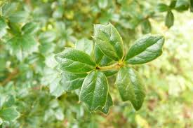 Image result for Berberis darwinii