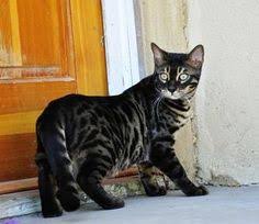 They have a wild appearance with large spots, rosettes, and a light/white belly, and a body structure reminiscent of the alc, but once separated by at least four generations from the. 15 Black Bengals Ideas Bengal Cat Cats Kittens