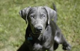 We did not find results for: Silver Labrador Are They Really Labradors Or Weimaraners