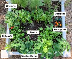 A Square Foot Gardening Plan That Actually Works In Real Life Cosmos Peppers Marigolds B Square Foot Gardening Plans Square Foot Gardening Garden Planning