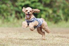 Are Cockapoos Hyper Can Cockapoos Be Left Alone Ultimate Guide Oodle Life