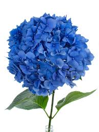 Hortensie Pimpernel Blau Blaue Hortensien Blaue Blumen Dunkelblaue Hochzeit