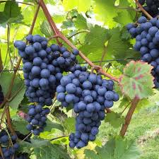 Tafeltrauben Aus Eigenem Anbau Weintrauben Pflanzen Weinreben Pflanzen Und Weintrauben