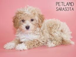 History and original purpose of the maltipoo. Maltipoo Puppies Petland Sarasota