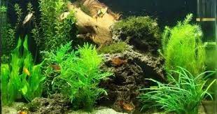 Untuk membuat aquarium, kamu tak hanya perlu menyiapkan wadah kaca berisi air. Cara Membuat Hiasan Aquarium Sendiri Dengan Harga Murah