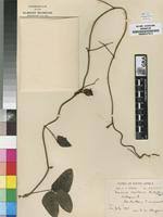 Image result for Mucuna glabrialata