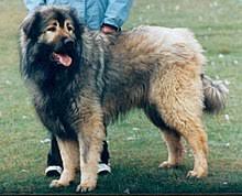 Sarplaninac Wikipedia It is unclear whether this design ever achieved full production, and the only version of it known to be in existence is his. sarplaninac wikipedia