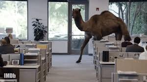 Wednesday hump day camel funny car insurance commercial geico. I Just Learned This Is Us Star Chris Sullivan Voiced The Geico Camel And I Can T Stop Smiling