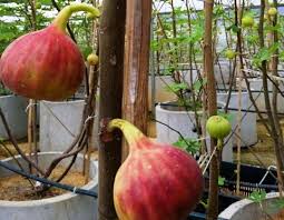 Nonton buah tin segar kapan saja, di mana saja. Pernah Makan Buah Tin Segar Memang Lazat Jom Kita Ke Kebun Buah Tin Tn Hj Ridzuan Sg Buloh Orangmuo My
