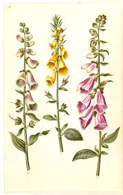 Image result for Digitalis purpurea