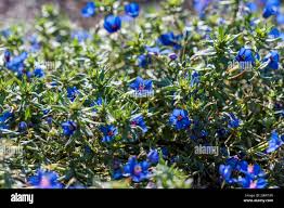 Image result for Anagallis pumila