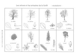 Mes Fiches De Sciences Science Fiches Questionner Le Monde
