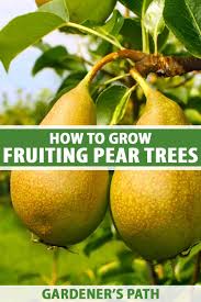 The complete book of trees of britain & europe: How To Grow Fruiting Pear Trees Gardener S Path